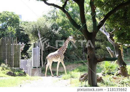 Summer at Osaka Tennoji Zoo 118135662
