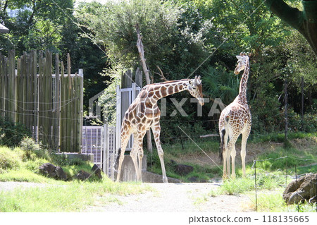 Summer at Osaka Tennoji Zoo Summer at Osaka Tennoji Zoo 118135665