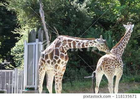 大阪天王寺動物園的夏天 118135671