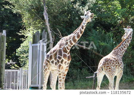 大阪天王寺動物園的夏天 118135672