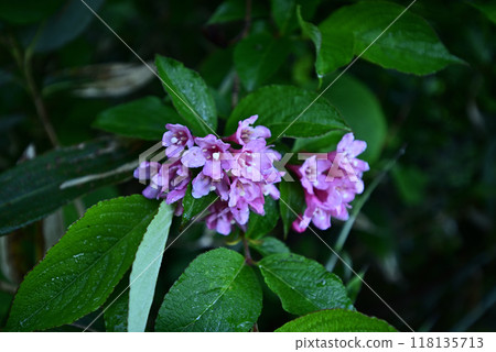 Climbing Mount Hirashira and Mount Sennokura, Gunma Prefecture 118135713