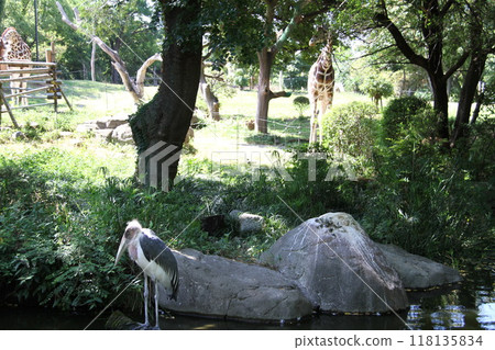 大阪天王寺動物園的夏天 大阪天王寺動物園的夏天 118135834