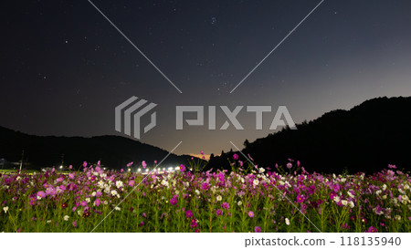 Cosmos field illuminated by starlight 118135940