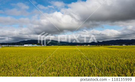 Autumn rice fields and autumn sky 118135999