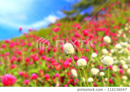 清爽的藍天和白花 清爽的藍天和白花 118136047