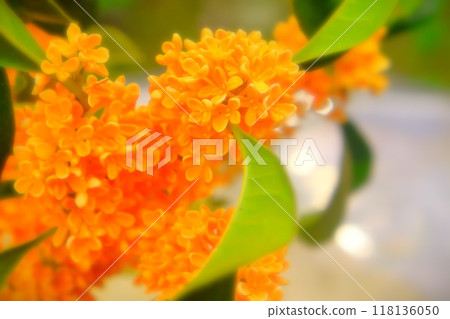 桂花與小明亮的橘色花朵 118136050