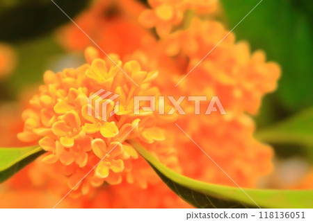 桂花與小明亮的橘色花朵 118136051