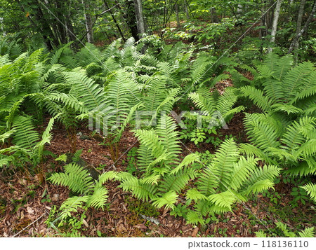 高原森林地面上成群生長的蘇鐵 118136110