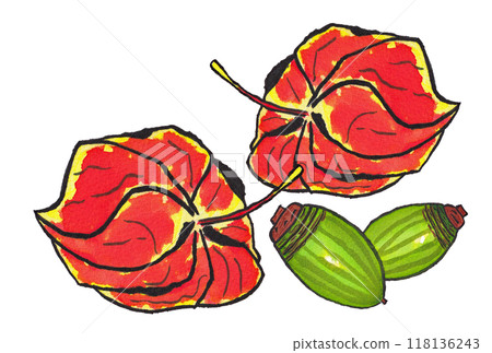 Hand-painted watercolor painting (etegami) Two "Ground cherries" and two "Acorns (Quercus glauca)" 118136243
