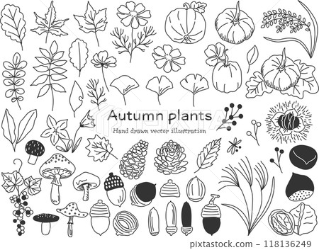 Simple autumn plant line drawing set 118136249