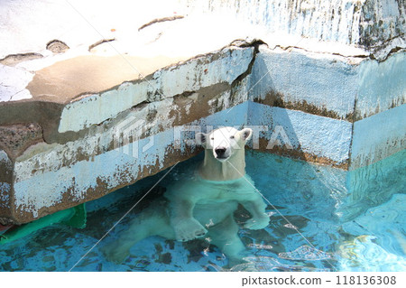 大阪天王寺動物園的夏天 大阪天王寺動物園的夏天 118136308
