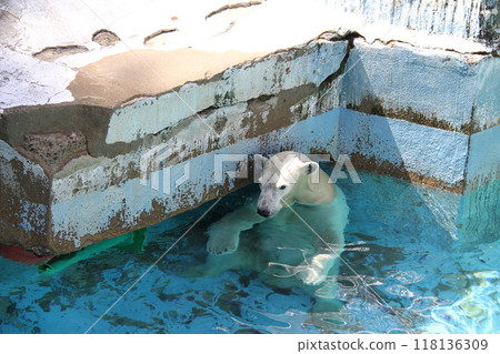 大阪天王寺動物園的夏天 大阪天王寺動物園的夏天 118136309