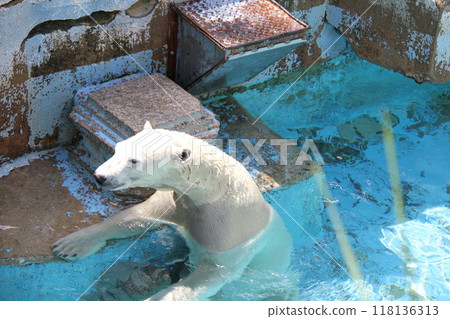 Summer at Osaka Tennoji Zoo 118136313