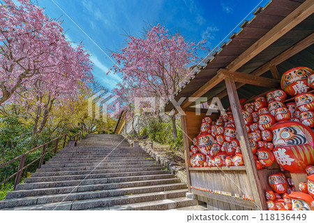 Mountain cherry blossoms and Daruma dolls shining against the blue sky at Katsuo-ji Temple 118136449