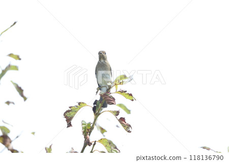 灰鶲 灰鶲 118136790