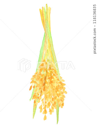Watercolor illustration of rice ears 2 118136835