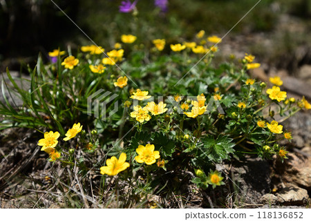 Climbing Mount Hirashira and Mount Sennokura, Gunma Prefecture 118136852