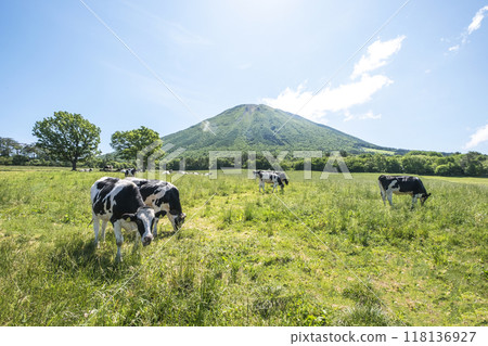 在大山牧場牛奶之裡附近的大山吃草的乳牛 118136927