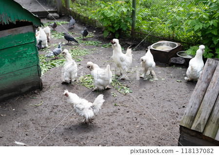 Free range chicken on a traditional poultry farm Free range chicken on a traditional poultry farm 118137082