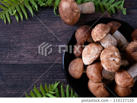 Cep or Boletus Mushroom growing on lush green moss in a forest, low angle view 118137120