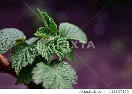 The first young raspberry leaves. An antioxidant. Herbal tea. Close-up of new leaves. Blurred background. The first young raspberry leaves. An antioxidant. Herbal tea. Close-up of new leaves. Blurred background. 118137135