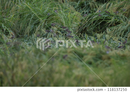 麻雀的餵食 118137250