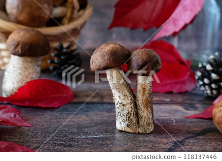 Basket with edible white mushrooms. Boletus edulis. Collect porcini in forest Basket with edible white mushrooms. Boletus edulis. Collect porcini in forest 118137446