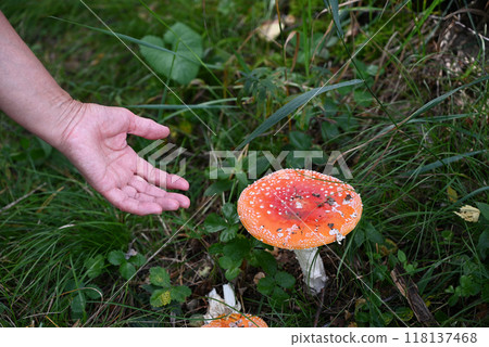 Fly agaric or fly-amanita mushrooms fungi with dark blur background and grass on surface. 118137468