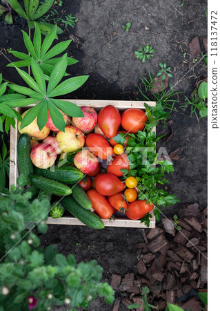 Harvesting red tomatoes in the garden 118137472