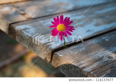 A strong seedling growing in the center trunk tree as a Concept of support building a future.The growth of tree species on the timber.selective focus. 118137677
