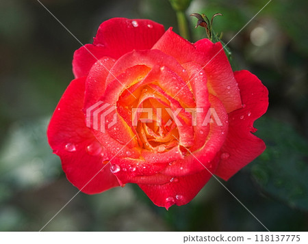 紅色玫瑰花 紅色玫瑰花 118137775