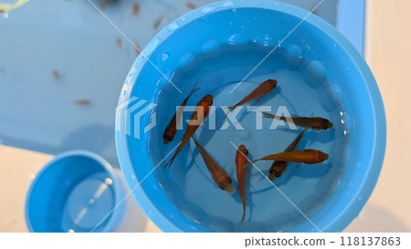 金魚舀 118137863
