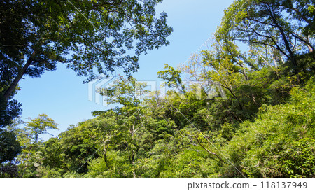 清新的綠色在藍天的襯托下熠熠生輝 清新的綠色在藍天的襯托下熠熠生輝 118137949
