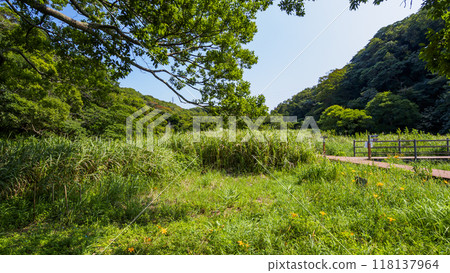 Fresh greenery shining against the blue sky 118137964