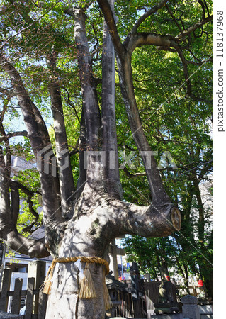 Manzoku Inari Shrine's sacred tree, the mochi tree (Sakyo Ward, Kyoto City) 118137968