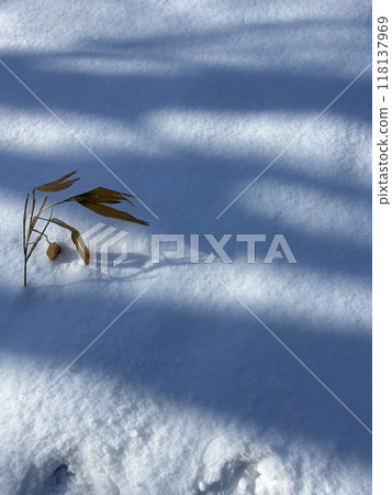 Deep white snow and grass on the way to Furepe Falls in Shiretoko, Hokkaido. 118137969