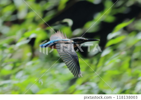 Flying kingfisher Flying kingfisher 118138003