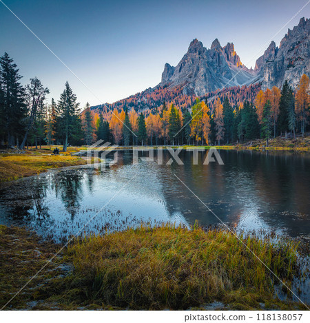 Amazing larch forest on the shore of the lake Antorno 118138057
