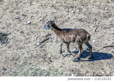 European mouflon Ovis orientalis in a nursery in Nitra, Slovakia European mouflon Ovis orientalis in a nursery in Nitra, Slovakia 118138183