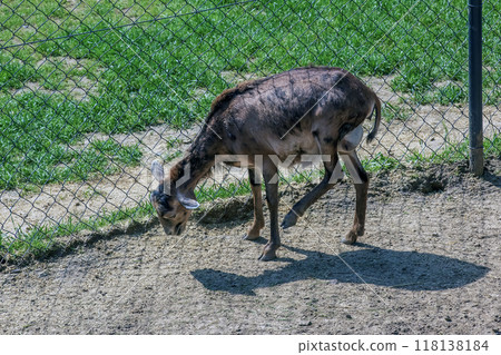 European mouflon Ovis orientalis in a nursery in Nitra, Slovakia 118138184