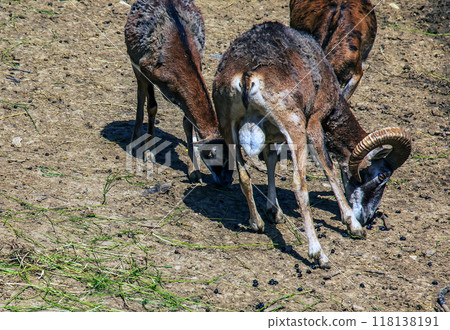 European mouflon Ovis orientalis in a nursery in Nitra, Slovakia European mouflon Ovis orientalis in a nursery in Nitra, Slovakia 118138191