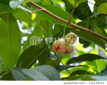 Java apple fruit Java apple fruit 118138411