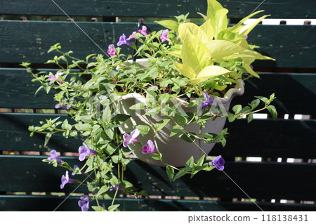 Hanging potted plant of torenia and pothos 118138431