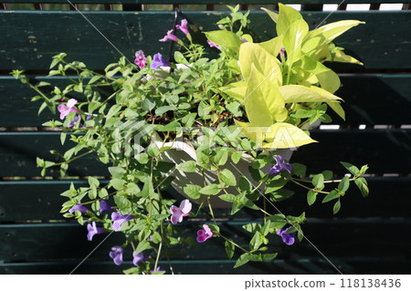 Hanging potted plant of torenia and pothos Hanging potted plant of torenia and pothos 118138436