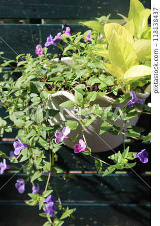 Hanging potted plant of torenia and pothos Hanging potted plant of torenia and pothos 118138437