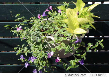 虎耳草與綠蘿懸掛混植 虎耳草與綠蘿懸掛混植 118138438