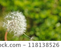 蒲公英即將出發 118138526