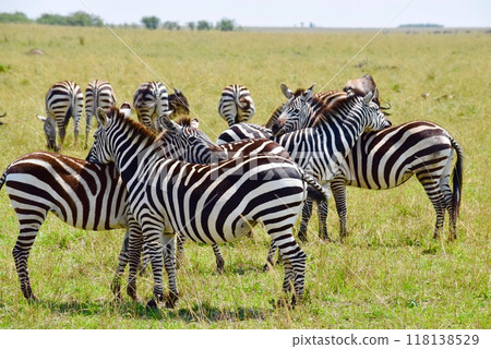 A family of zebras huddled together on the savanna 118138529