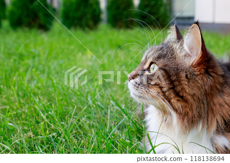 Portrait of a fluffy cat profile resting in the garden on green grass Portrait of a fluffy cat profile resting in the garden on green grass 118138694