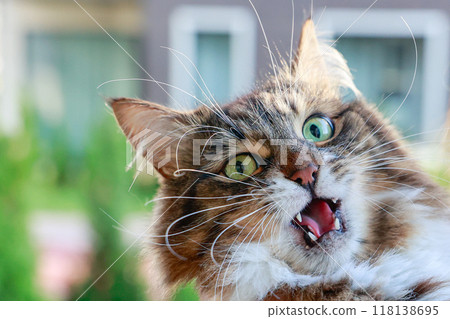 portrait cat with expression obvious displeasure animal has its mouth wide open revealing its teeth and its whiskers sticking out different directions portrait cat with expression obvious displeasure animal has its mouth wide open revealing its teeth and its whiskers sticking out different directions 118138695